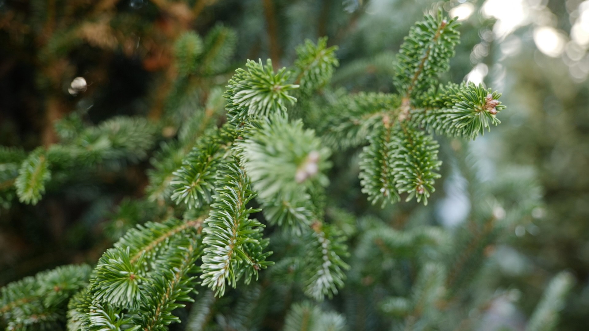 Get It Growing: Selecting and caring for Christmas trees